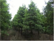 產品展示 南縣鴻亨苗木種植專業合作社