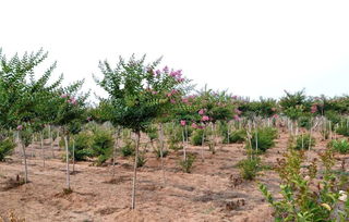 苗木不生根干著急 原因在這里