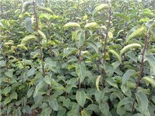 溫江鈞滔園林苗圃產(chǎn)品展示