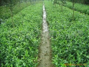 供應精品綠化苗木,綠籬指導價 供應精品綠化苗木,綠籬廠商 供應精品綠化苗木,綠籬廠商 圖 盡在農苗網 長沙縣跳馬鎮譚氏苗圃