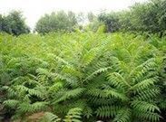 供應(yīng)博野華林苗木苗圃|博野苗圃報(bào)價_安全防護(hù)_世界工廠網(wǎng)中國產(chǎn)品信息庫