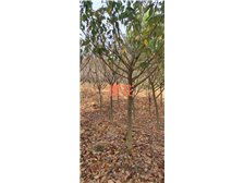 清流縣林畬兄弟宏達苗木種植專業(yè)合作社產(chǎn)品展示