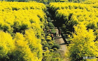 苗木生產(chǎn),如何抓要點(diǎn)和難點(diǎn)