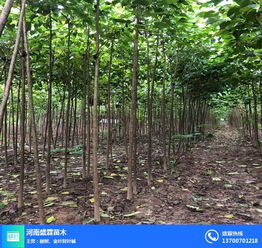 河北楸樹 盛霖專業供應苗木 楸樹價格