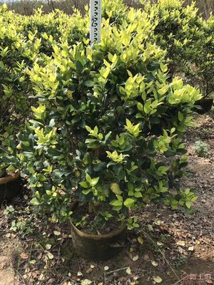 【興輝園藝場直銷金森女貞袋苗、園林綠化、農戶種植】綠化苗木,價格,廠家,供應商,花木,龍海市東泗興輝園藝場 - 產品庫