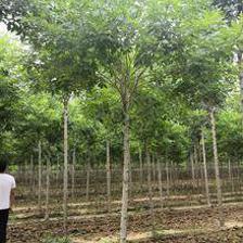 5.0厘米金葉白蠟價格_自然高350.0丨冠幅300.0公分衡水市金葉白蠟價格_故城縣霞光苗木種植專業合作社-愛淘苗