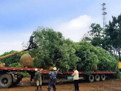 上海迪士尼1年盈利,無奈中國同行虧損中混戰!