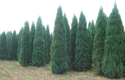 苗木分幾個等級?精品苗木的標(biāo)準(zhǔn)是什么?