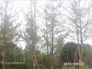 供應(yīng)成都哪里有樸樹苗木,成都銀杏苗木價格,美森園藝_農(nóng)副產(chǎn)品_世界工廠網(wǎng)中國產(chǎn)品信息庫