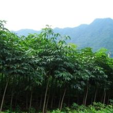  沭陽(yáng)縣狀元綠化苗木場(chǎng) 主營(yíng) 馬褂木 七葉樹(shù) 楓香