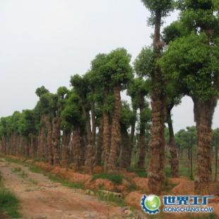 供應(yīng)苗木供應(yīng)商;湖南香樟,中國(guó)香樟網(wǎng),求購(gòu)香樟,香樟價(jià)格_農(nóng)副產(chǎn)品_世界工廠網(wǎng)中國(guó)產(chǎn)品信息庫(kù)