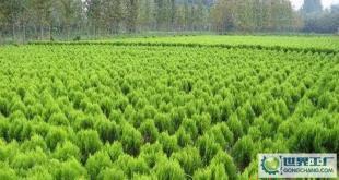 苗木-花木、柏球、花柏球、蜀檜球、大葉黃楊_農副產品_世界工廠網中國產品信息庫