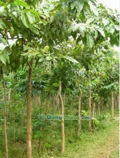 供應(yīng)大葉紫薇-直銷大葉紫薇-低價(jià)大葉紫薇-苗木批發(fā)大葉紫薇_農(nóng)副產(chǎn)品_世界工廠網(wǎng)中國(guó)產(chǎn)品信息庫(kù)