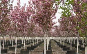 供應(yīng)容器苗木 櫻花 紫薇_農(nóng)副產(chǎn)品_世界工廠網(wǎng)中國(guó)產(chǎn)品信息庫(kù)