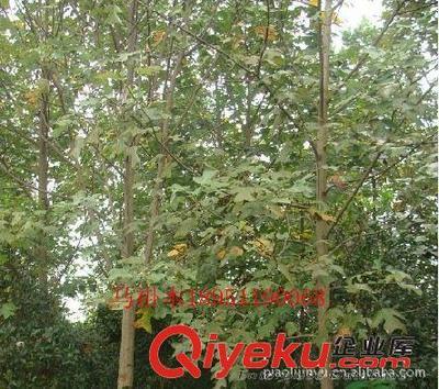 廠家專業(yè)供應(yīng)馬褂木等綠化苗木(圖)-沭陽(yáng)縣威宇花木銷售中心提供廠家專業(yè)供應(yīng)馬褂木等綠化苗木(圖)的相關(guān)介紹、產(chǎn)品、服務(wù)、圖片、價(jià)格沭陽(yáng)縣威宇花木銷售中心、金葉女貞;紅葉小檗;小龍柏;地柏;灑金柏;南天竹;迎春;連翹;月季花;紅王子錦帶;水臘;劍麻;金娃娃萱草;玉簪;鳶尾;棣棠;繡線菊;紅瑞木;紫荊;紫薇等綠化苗木