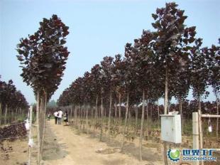 供應全紅楊、紅桂、紅葉石楠等綠化苗木_農副產品_世界工廠網中國產品信息庫