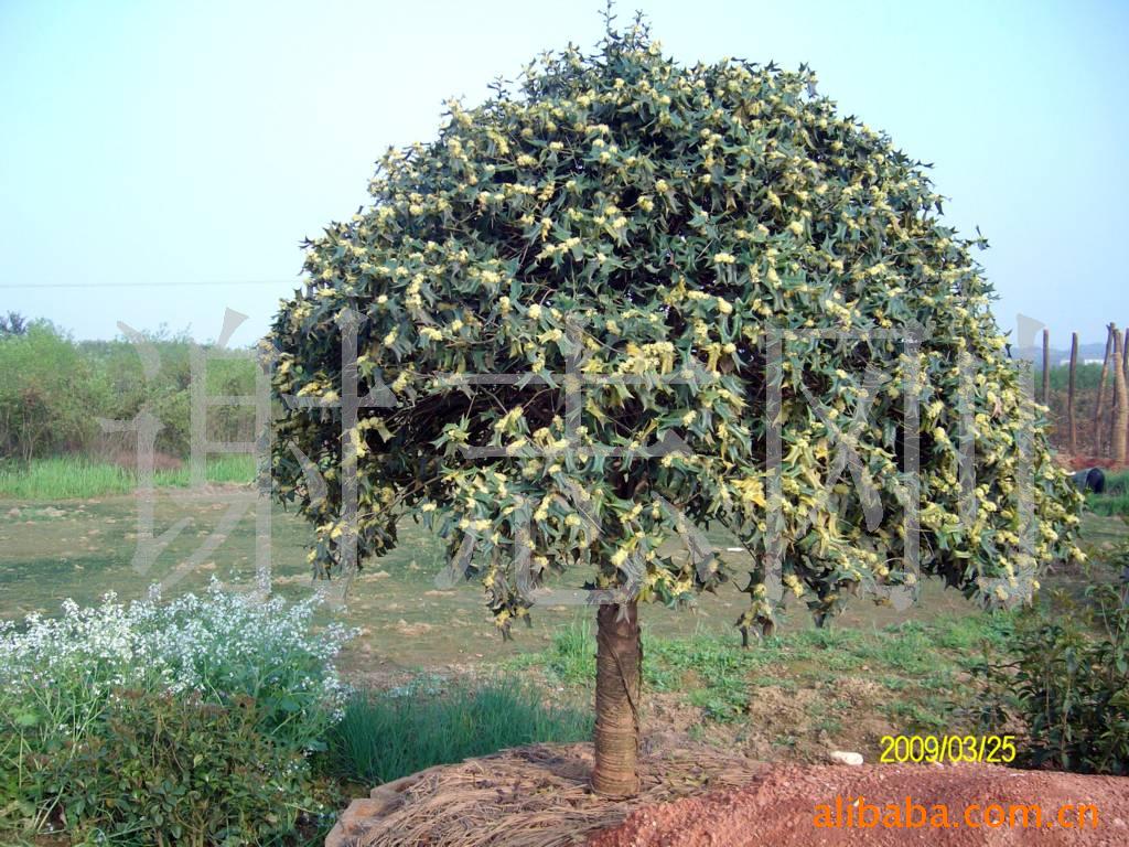 【綠化設(shè)計(jì)圖中的喬木與灌木之分】價(jià)格、產(chǎn)品供應(yīng),綠化設(shè)計(jì)圖中的喬木與灌木之分廠家批發(fā)-1024商務(wù)網(wǎng)