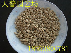 山東枸橘苗1-3年量大批發(fā)價(jià)格、廠家信息與林業(yè)種植指南