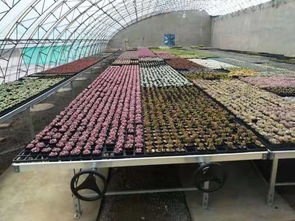 安平縣漢明育苗設(shè)備廠 專業(yè)助力林業(yè)種植，高效育苗設(shè)備引領(lǐng)行業(yè)