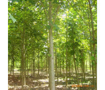 軒都苗木基地直銷優質馬褂木（鵝掌楸）樹苗，量大優惠，綠化優選